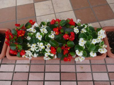 DSC00010