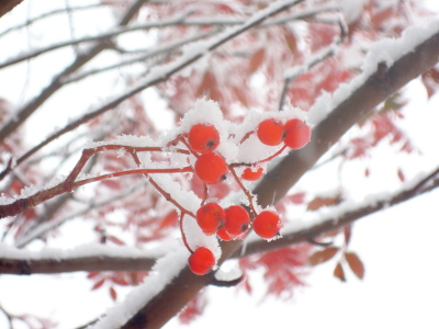 dscn5571_ed