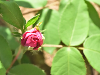 DSC_0023_dev_s