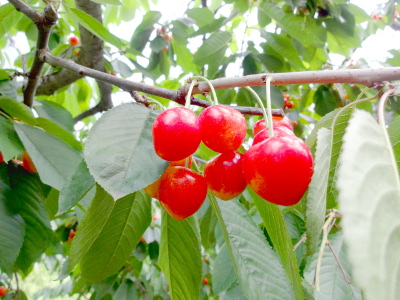 DSC00849_ed_s