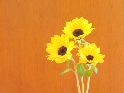 DSCN7738_s
