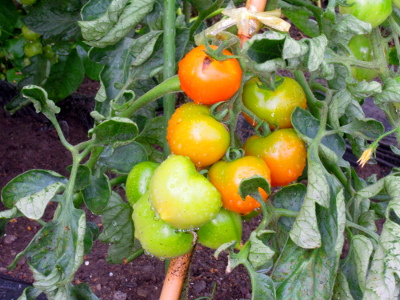 DSCN7836_s