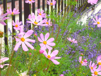 DSCN7860_s