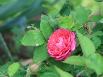 IMG_0025_ed_s