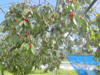 DSC01527_ed