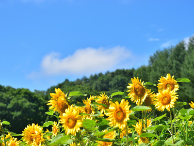 DSC_0039_dev_s