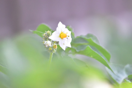 DSC_0026_dev_s
