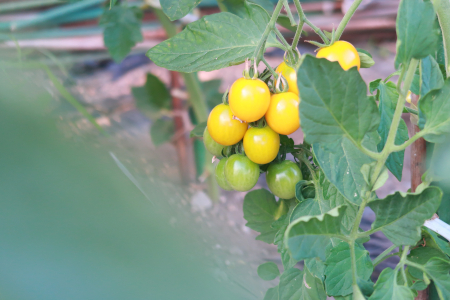 IMG_0862_dev_s