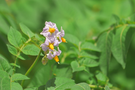 DSC_0071_dev_s
