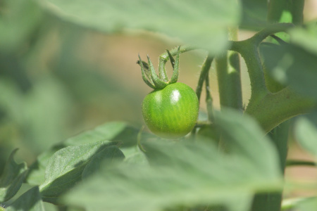 DSC_0081_dev_s