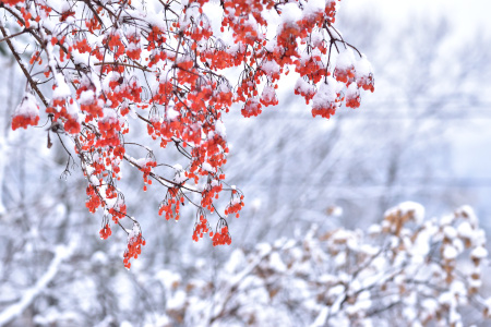 DSC_0031_dev_s