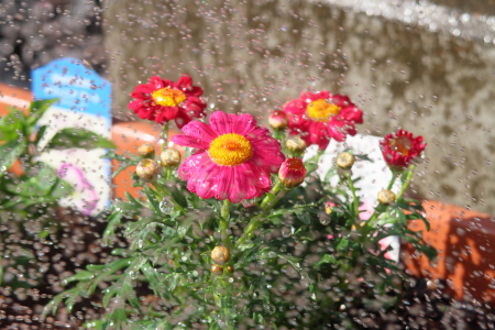 IMG_5574_dev_s