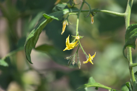 DSC_0018_dev_s