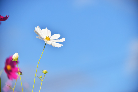 DSC_0398_dev_s