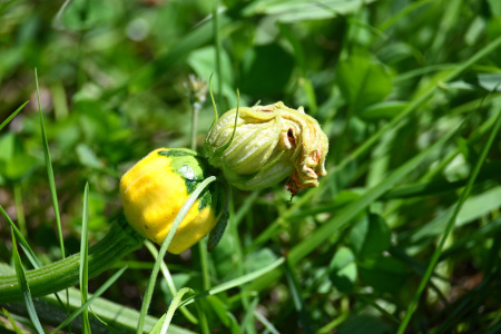 DSC_1944_dev_s