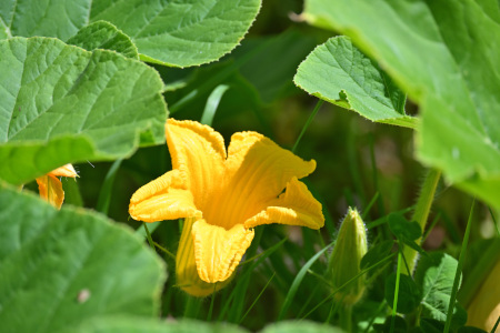 DSC_1956_dev_s
