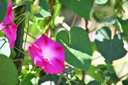 DSC_1960_dev_s